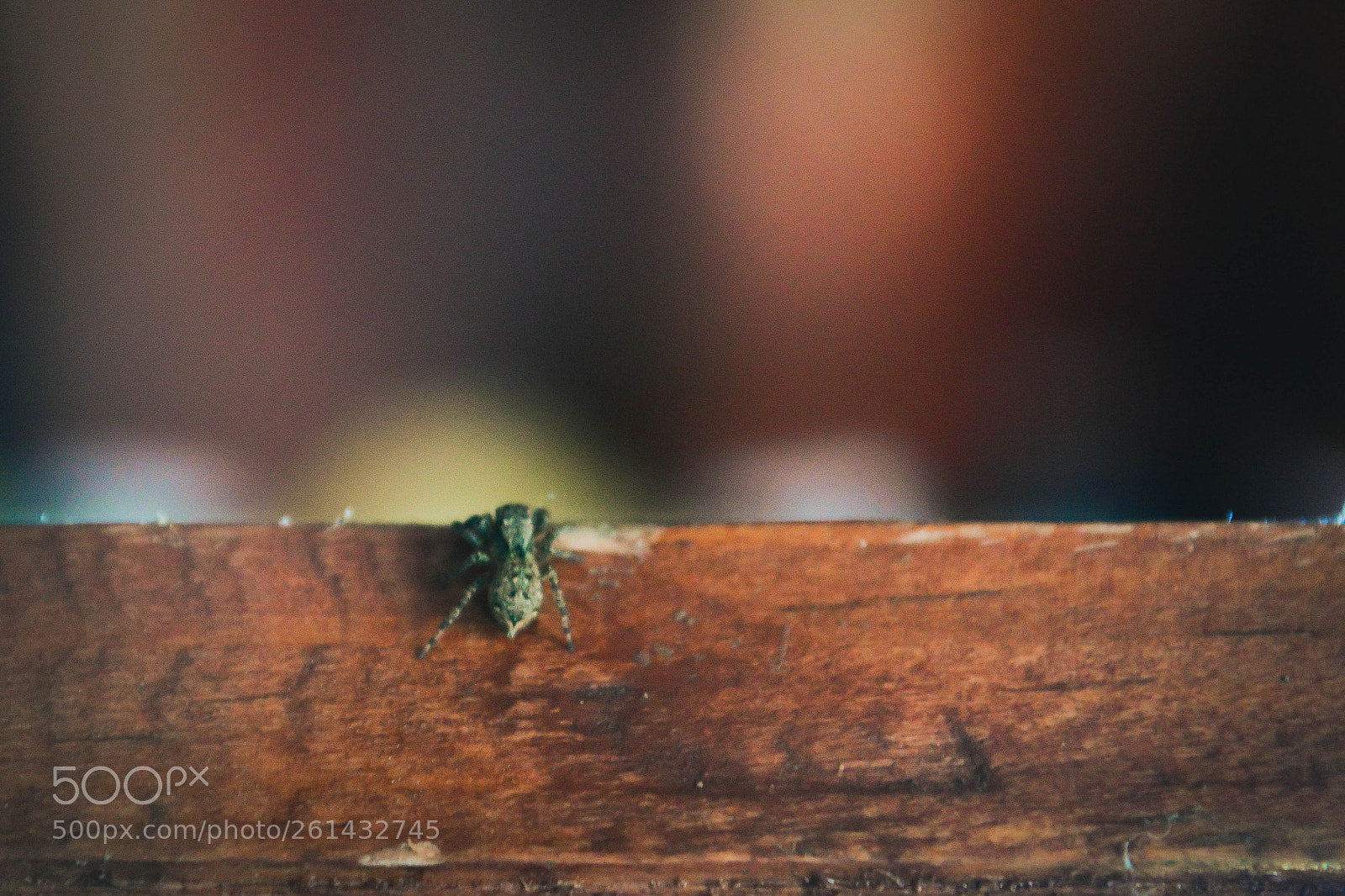 Nikon D3200 sample photo. Spring photography