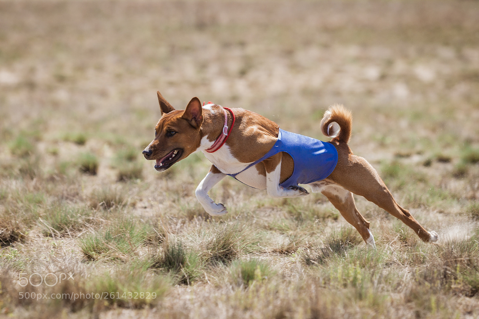 Canon EOS 5D Mark II sample photo. Coursing. basenji dogs runs photography