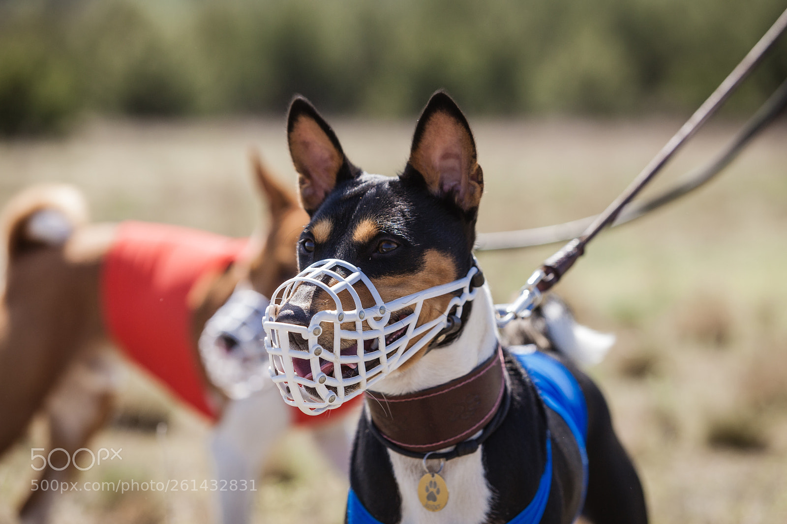 Canon EOS 5D Mark II sample photo. Portrait of basenji dogs photography