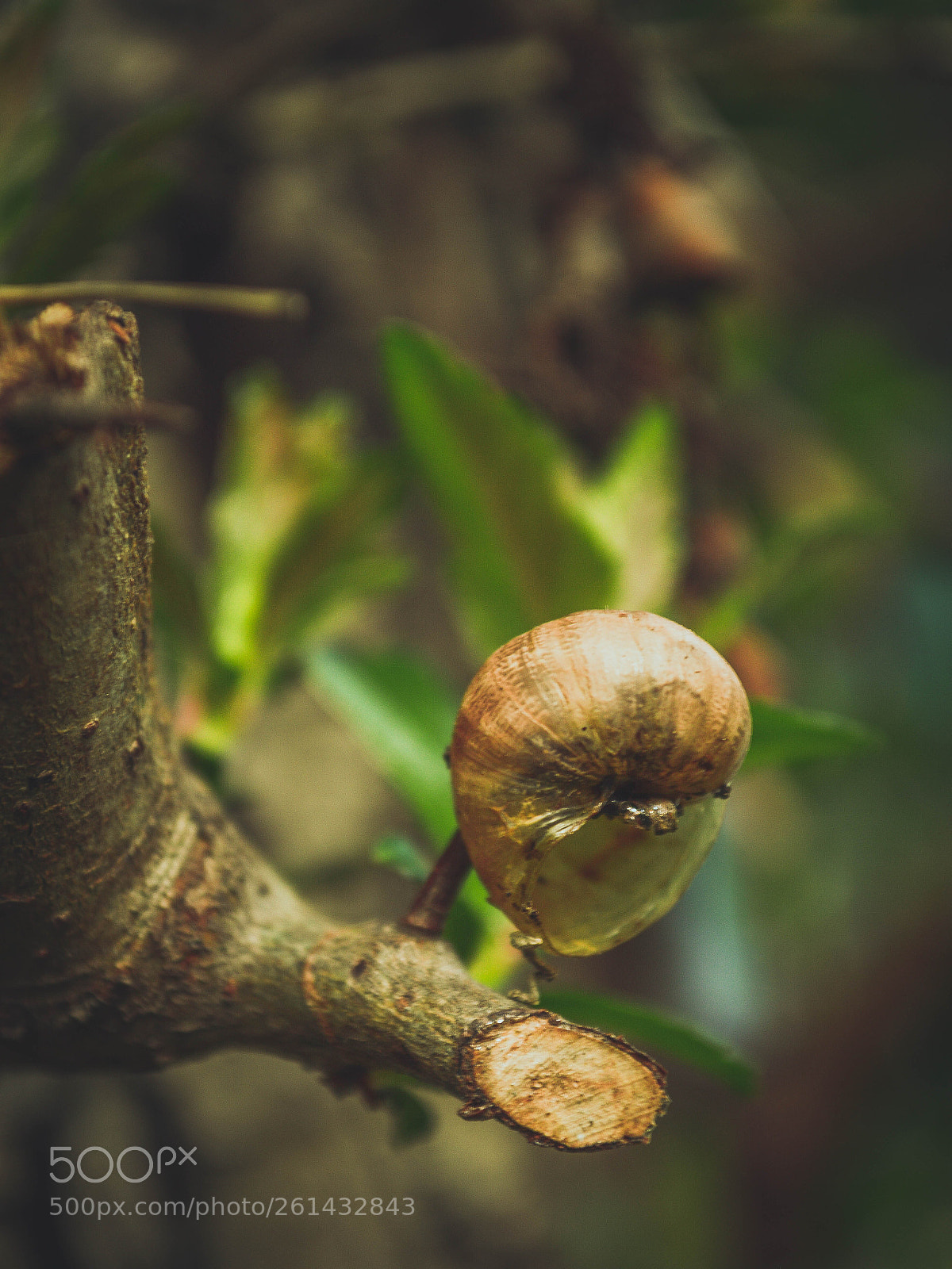 Nikon D3200 sample photo. Spring photography