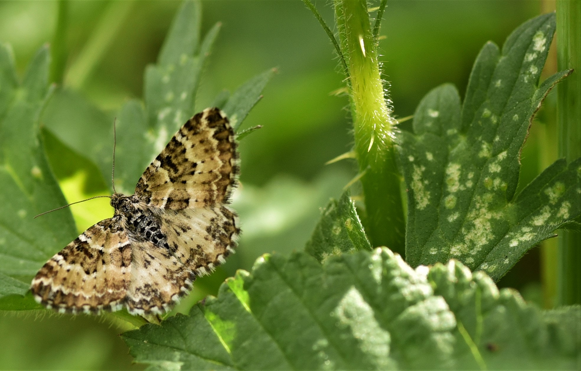 Nikon D750 sample photo. Butterfly photography