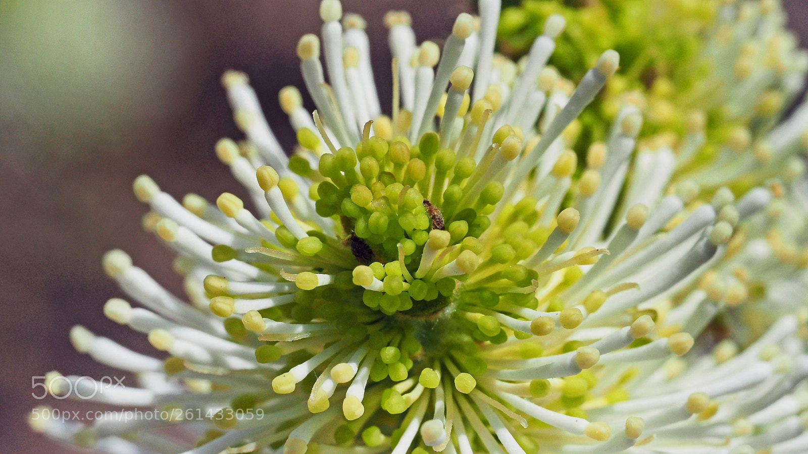 Olympus OM-D E-M5 II sample photo. White flower photography