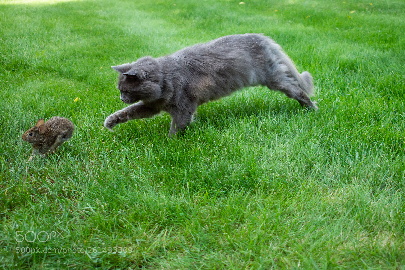 Nikon D7200 sample photo. The hunt photography