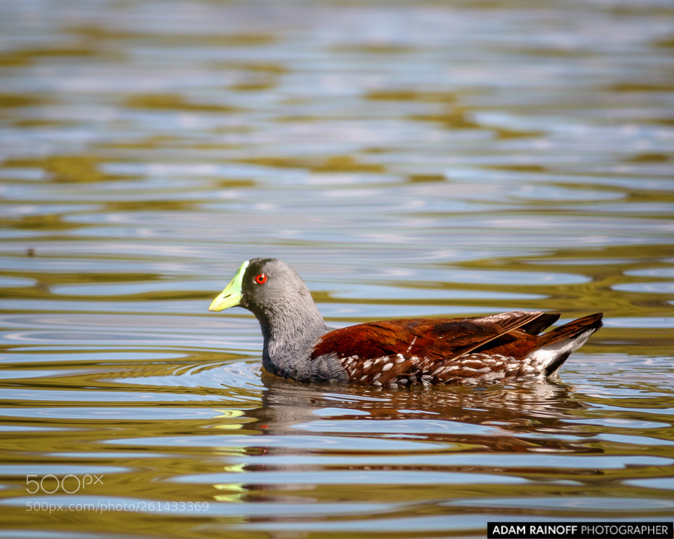 Canon EOS 70D sample photo. Spot-flanked gallinule la florida photography