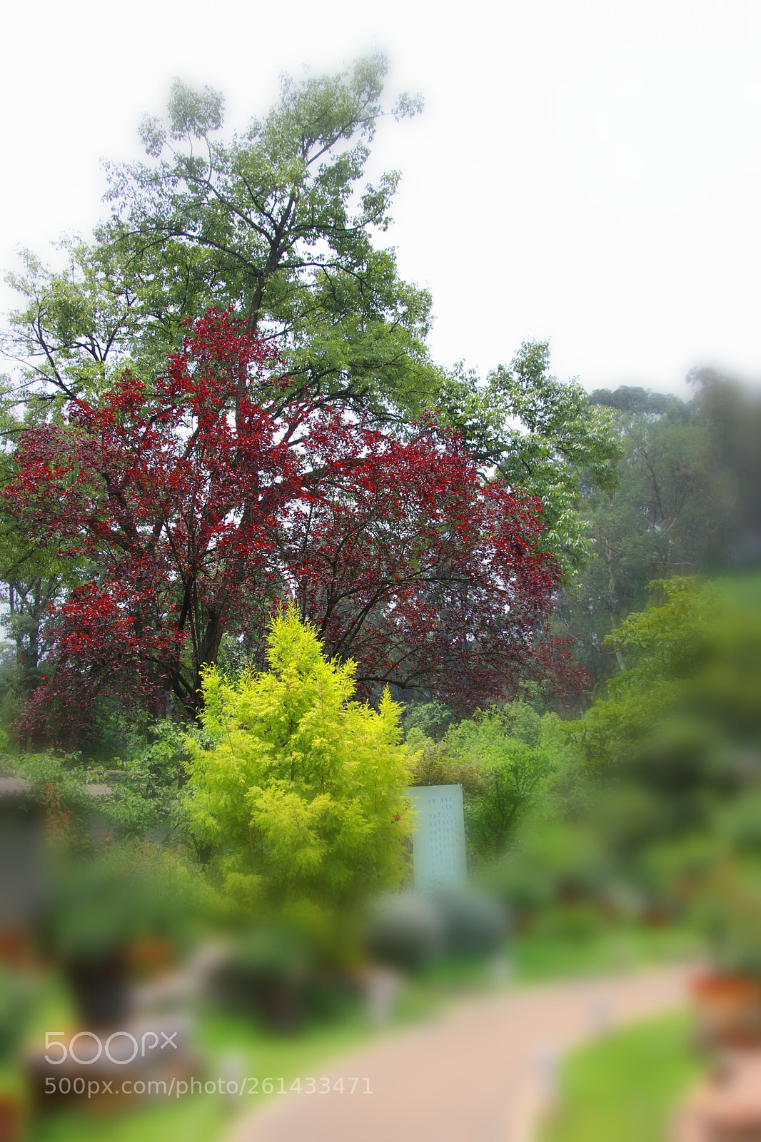 Canon EOS 80D sample photo. Bicolor tree photography