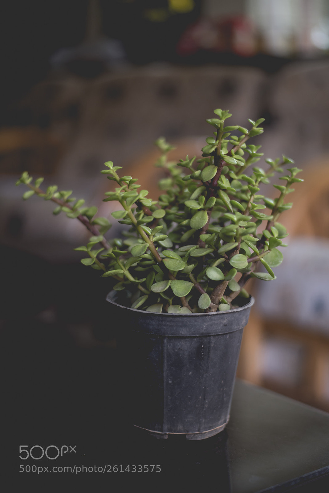 Nikon D750 sample photo. Elephant bush photography