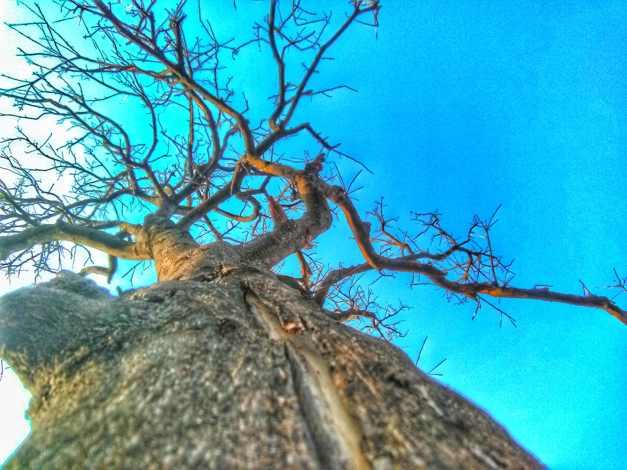 HMD Global Nokia 2 sample photo. Tree photography
