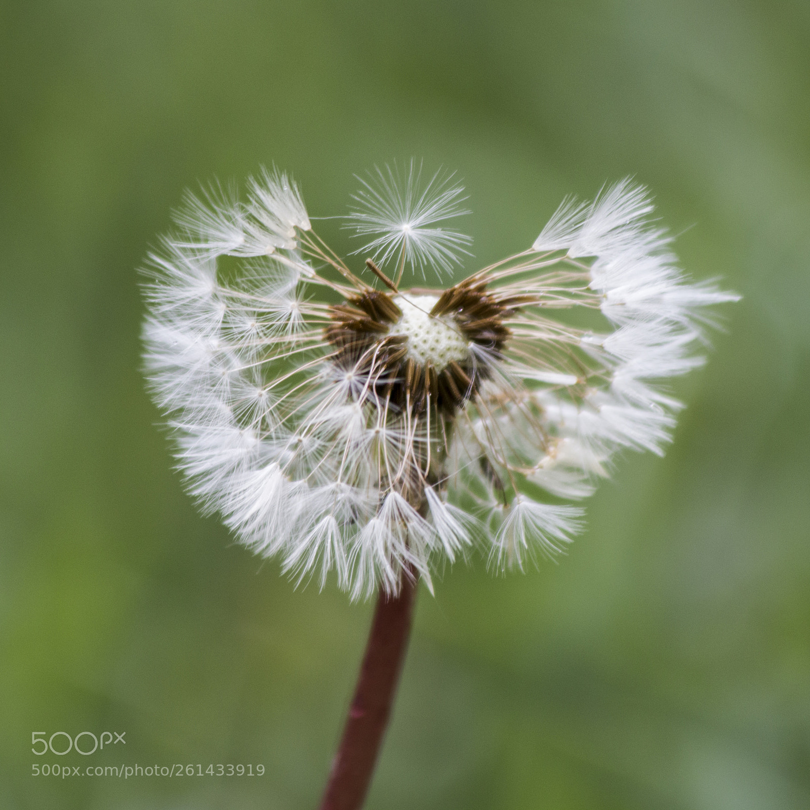 Canon EOS 70D sample photo. Dandelion photography