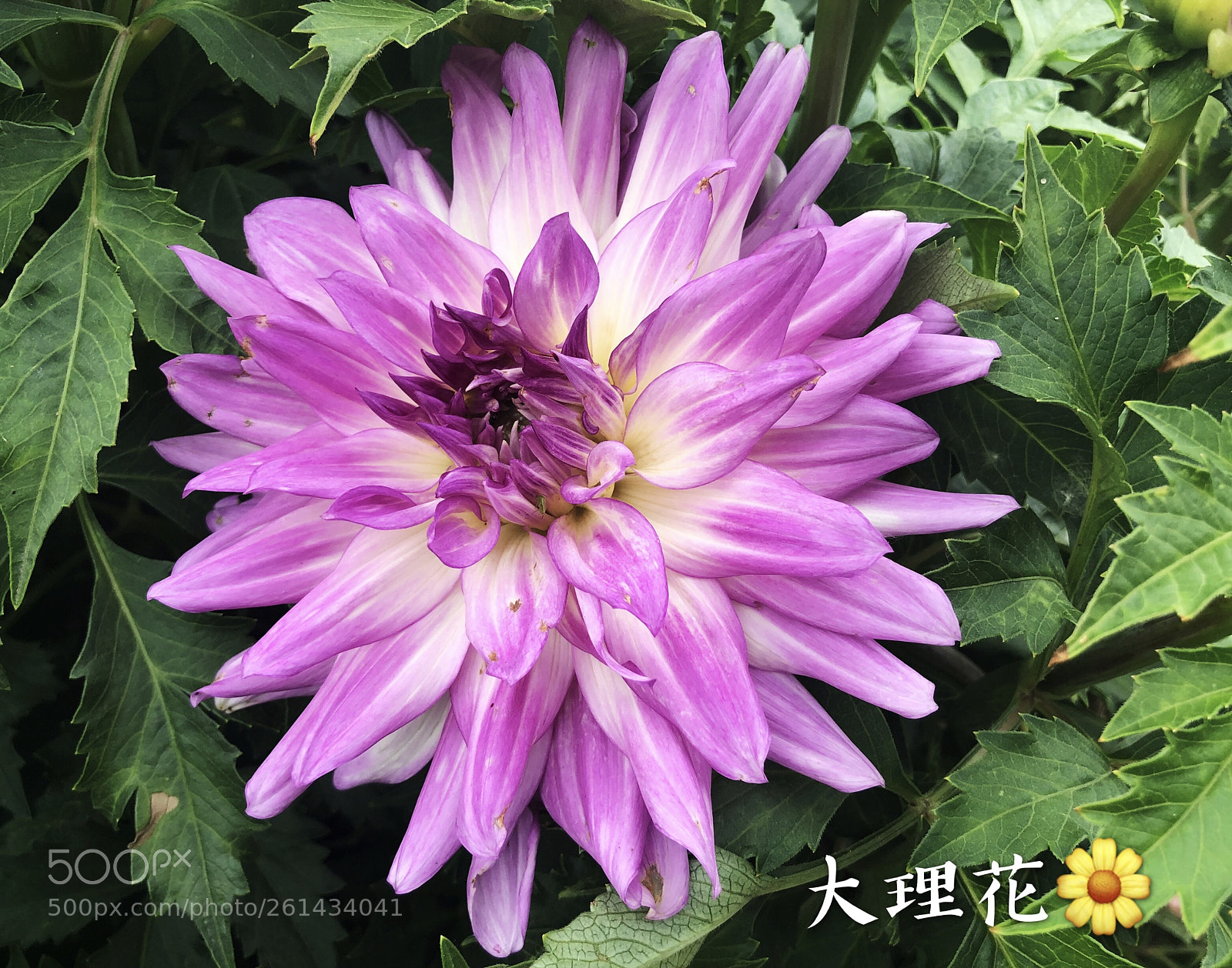 Apple iPhone X sample photo. Untitled photography