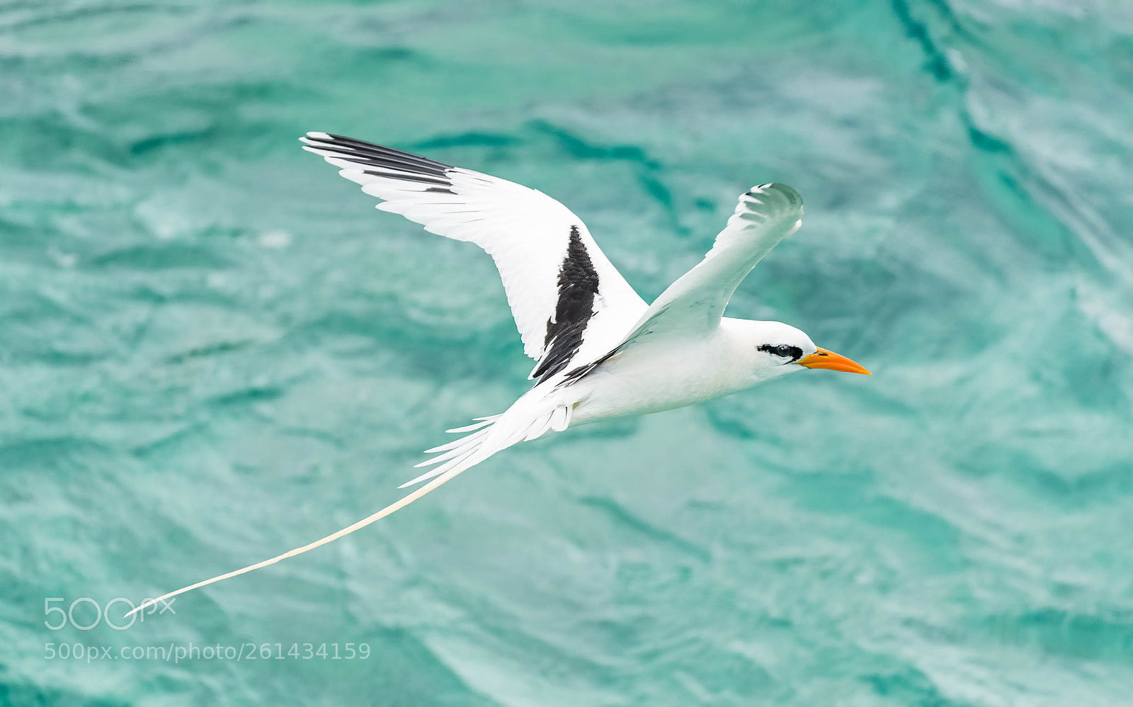 Nikon D500 sample photo. White-tailed tropicbird photography