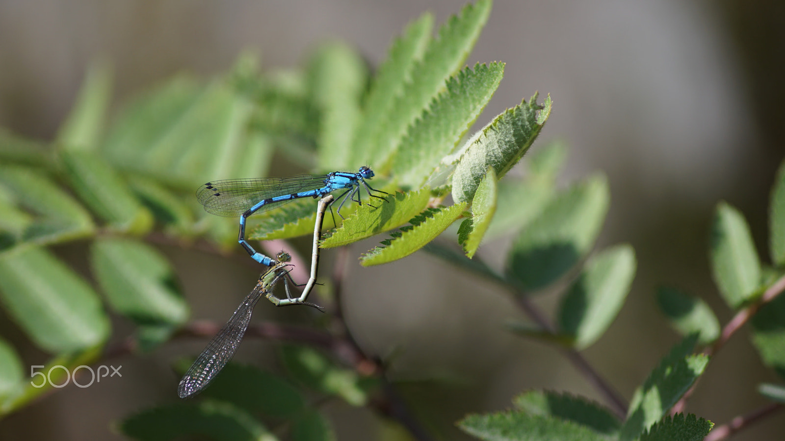 Sony DT 55-200mm F4-5.6 SAM sample photo. Anisoptera - 2 photography