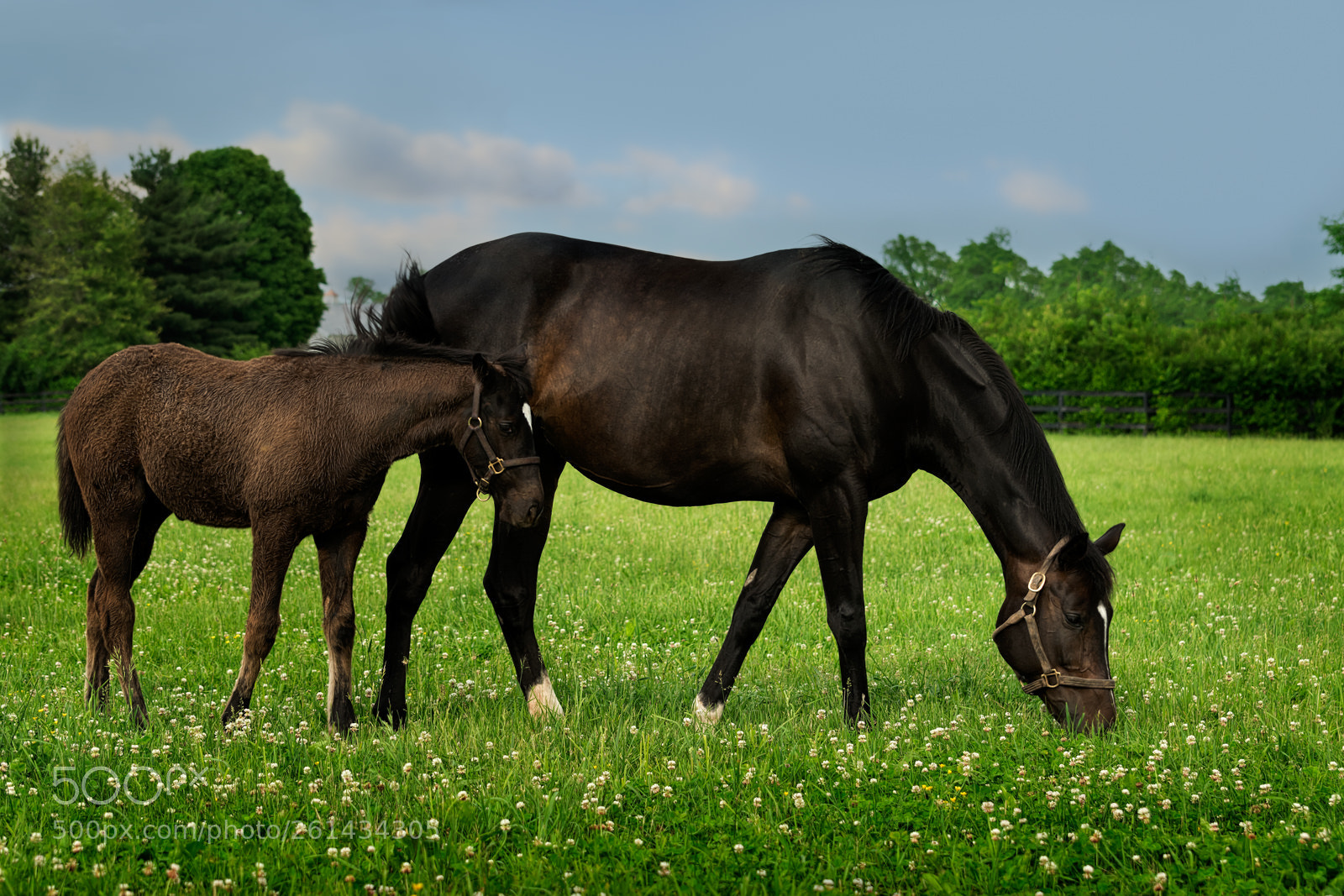 Nikon D5300 sample photo. Mare and foal in photography