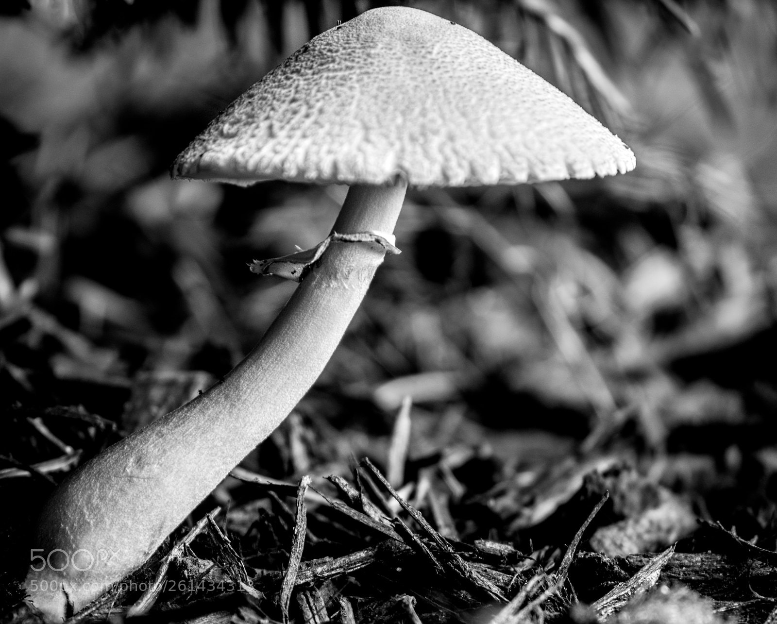 Nikon D5300 sample photo. Posing shroom photography