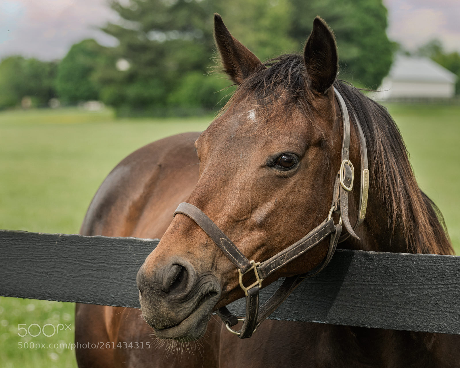 Nikon D5300 sample photo. Neighborly horse photography