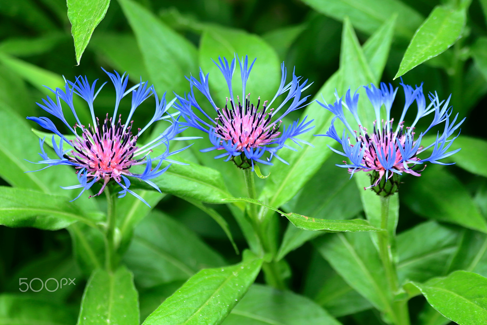 Canon EOS 650D (EOS Rebel T4i / EOS Kiss X6i) sample photo. Three purple flowers. photography