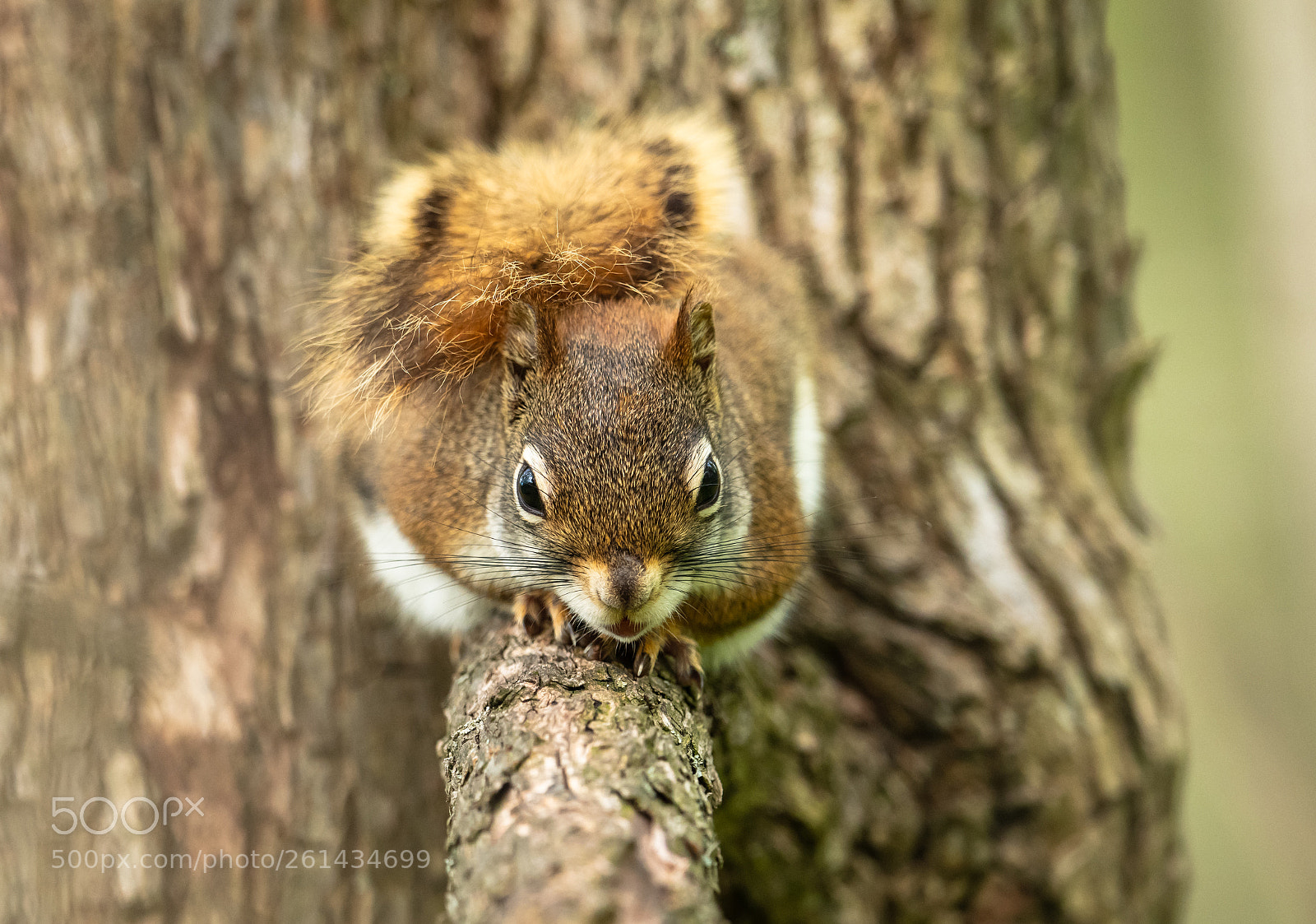 Nikon D850 sample photo. Crouching hidden squirrel photography