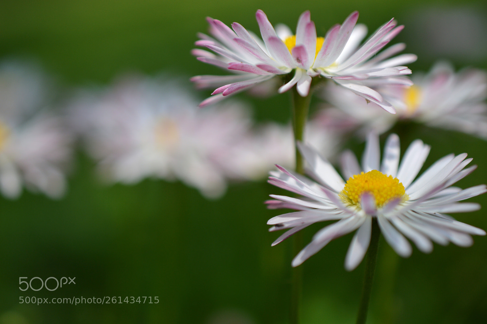 Nikon D3200 sample photo. Refreshing *:・゜❁  photography