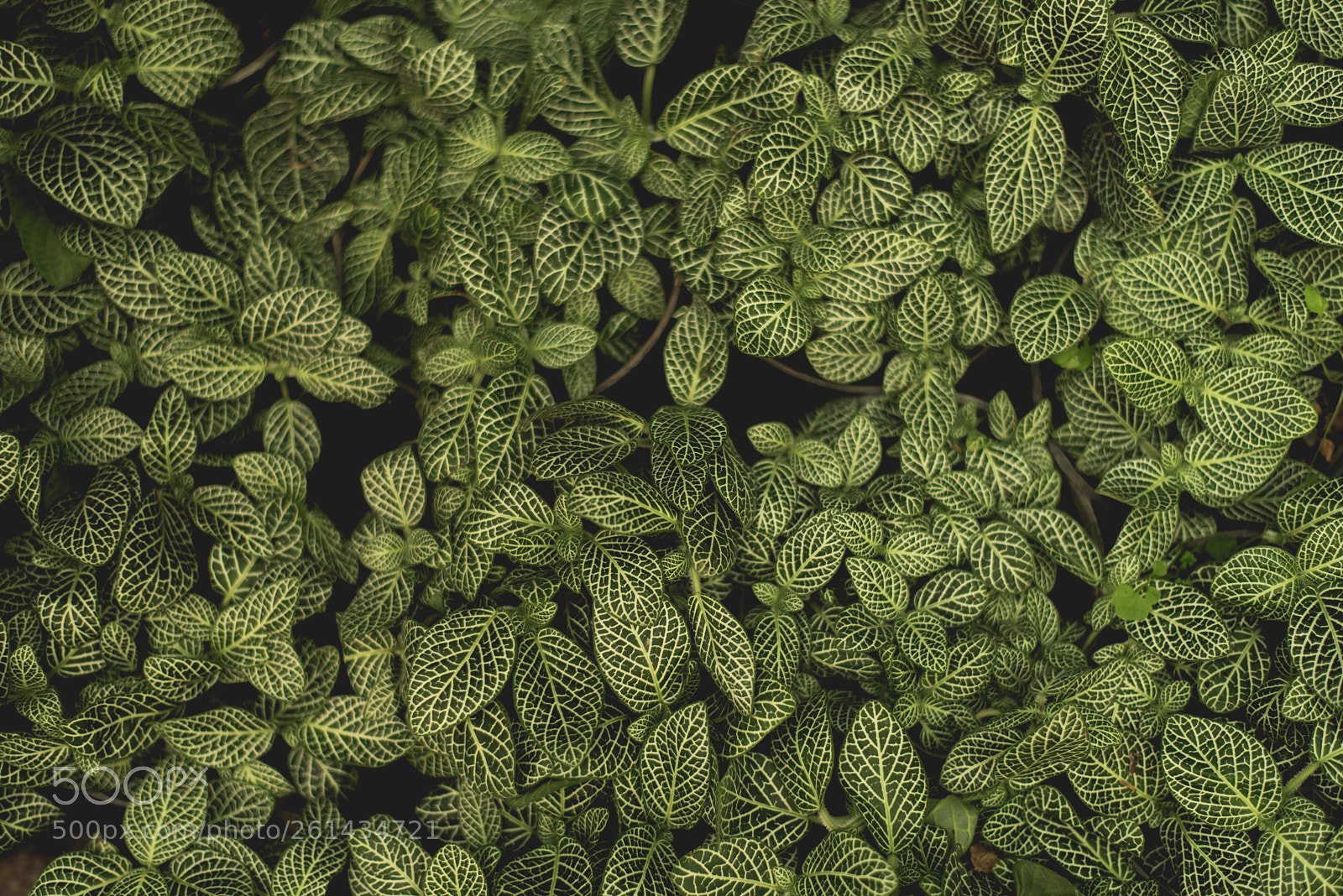 Nikon D750 sample photo. Leaves pattern photography