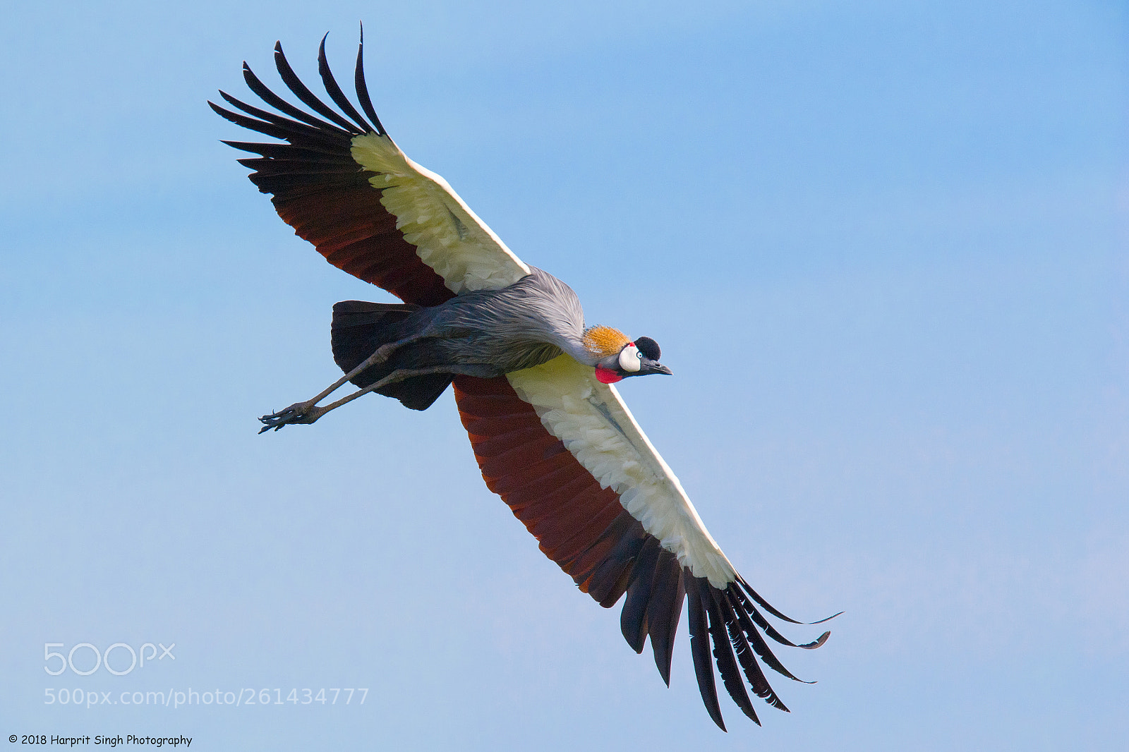 Nikon D5 sample photo. Grey crowned crane photography
