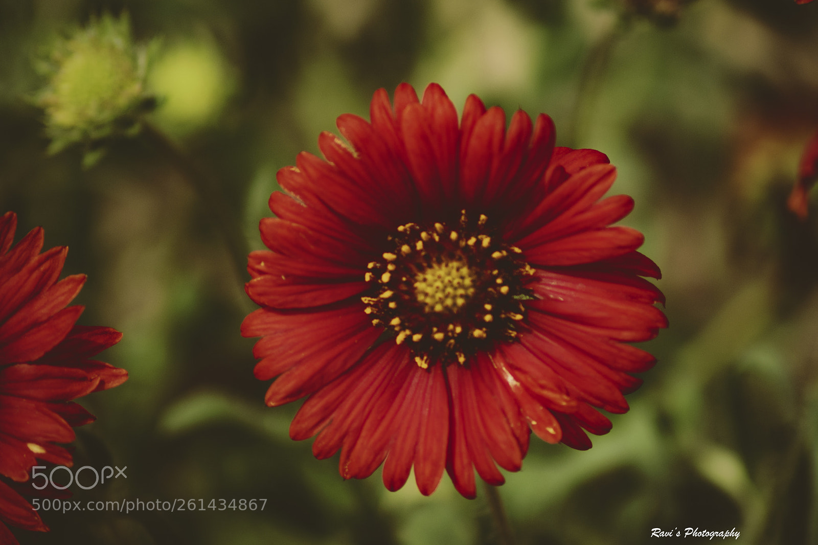 Nikon D5300 sample photo. Red flower photography