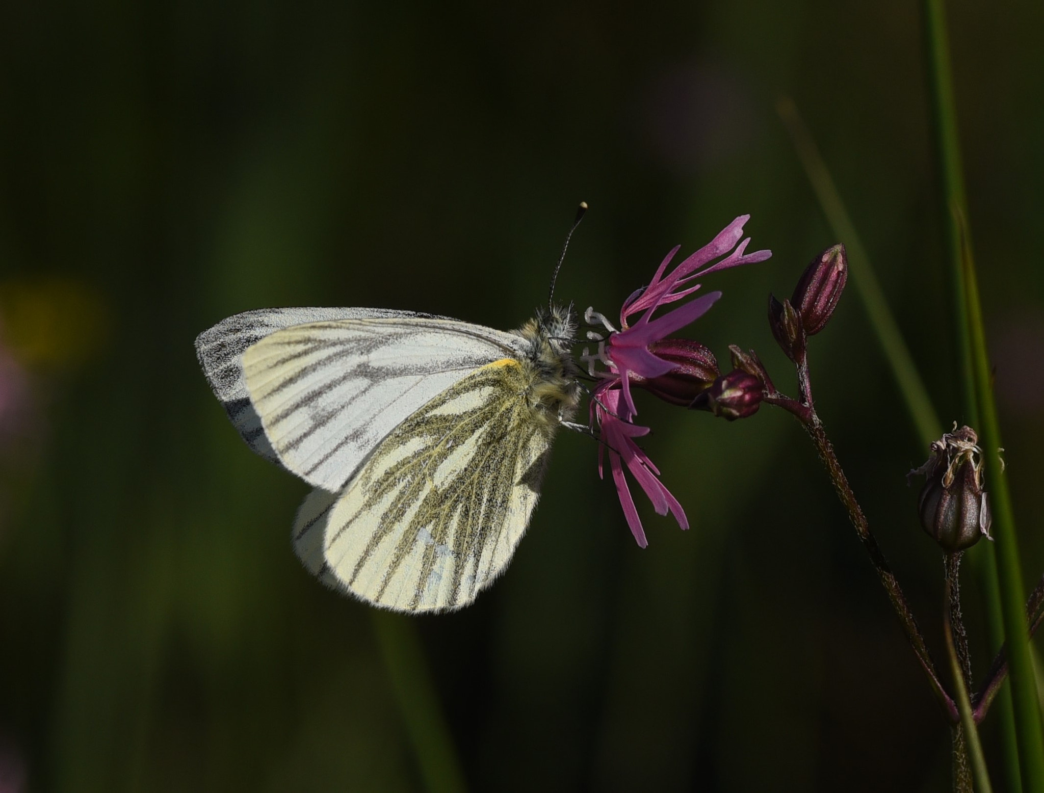 Nikon D750 sample photo. Green veined butterfly photography