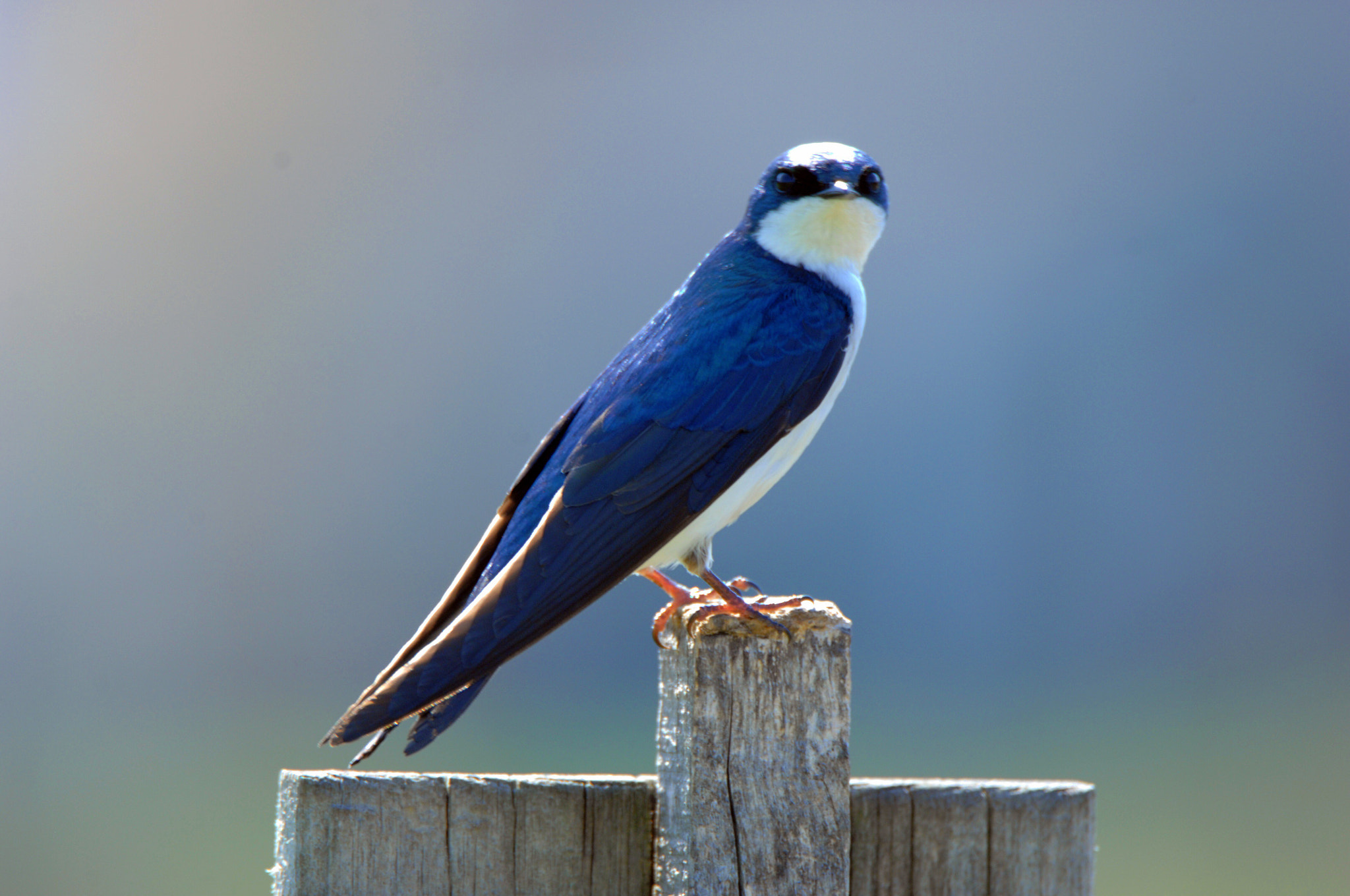 Nikon D2Xs sample photo. Tree swallow  photography