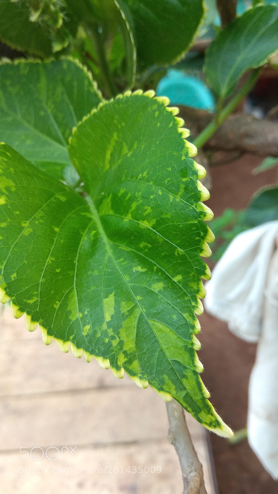 Xiaomi Redmi Note 4 sample photo. Untitled photography