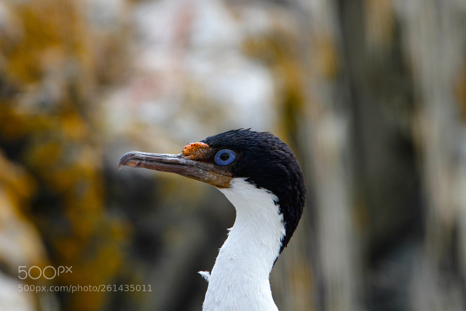 Canon EOS 7D sample photo. Blue eye photography