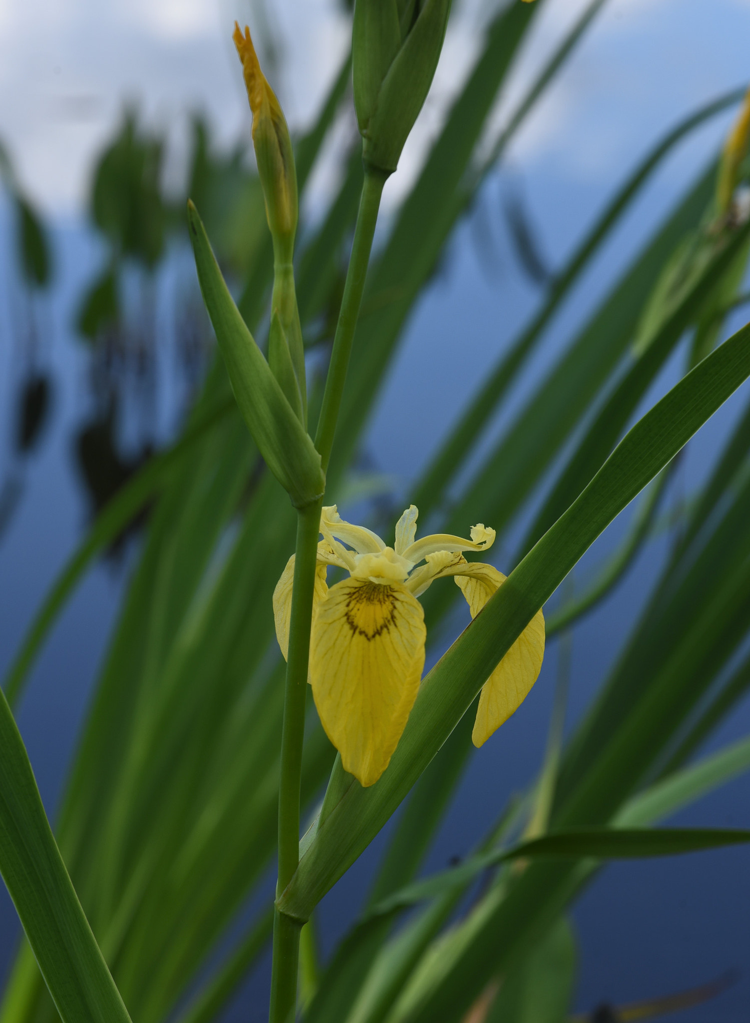 Nikon D750 sample photo. Blue,yellow and green photography