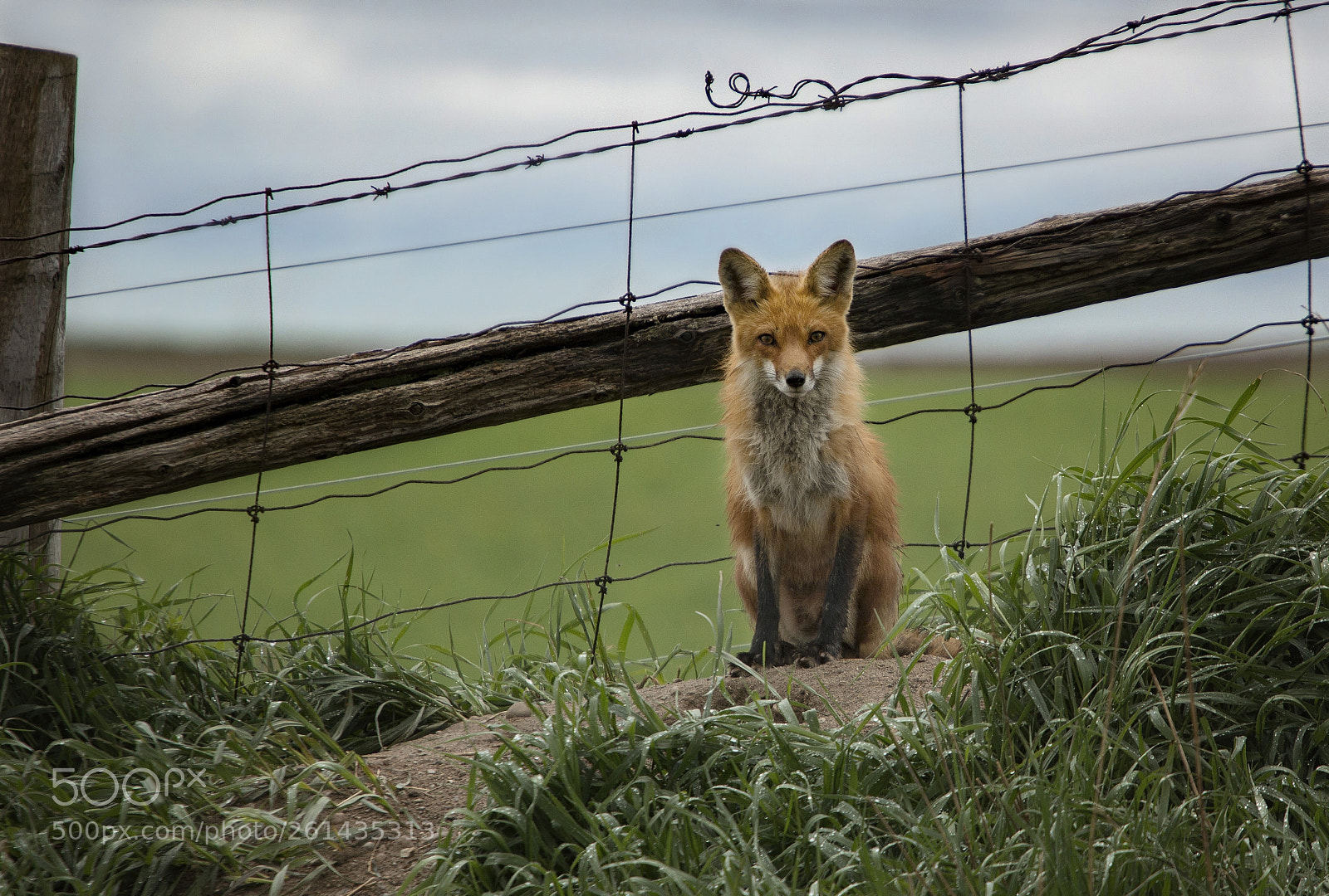 Canon EOS 70D sample photo. Guardian of the den photography
