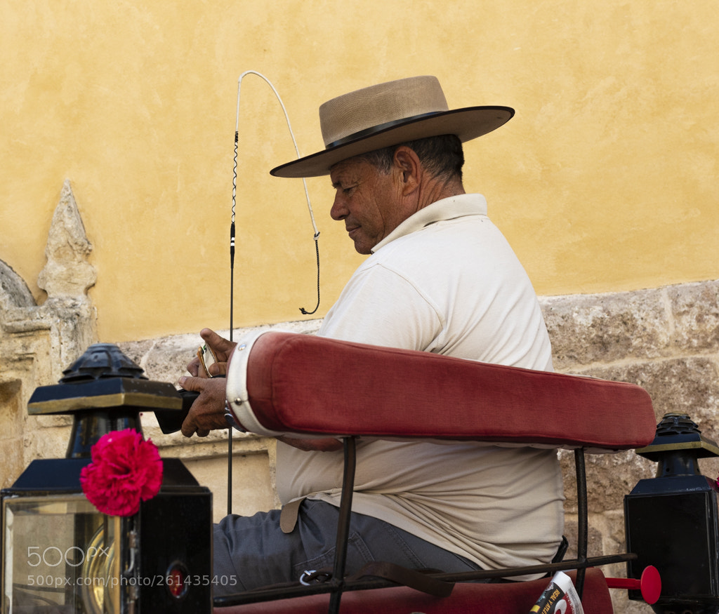 Canon EOS 80D sample photo. Horse driver (de ) photography