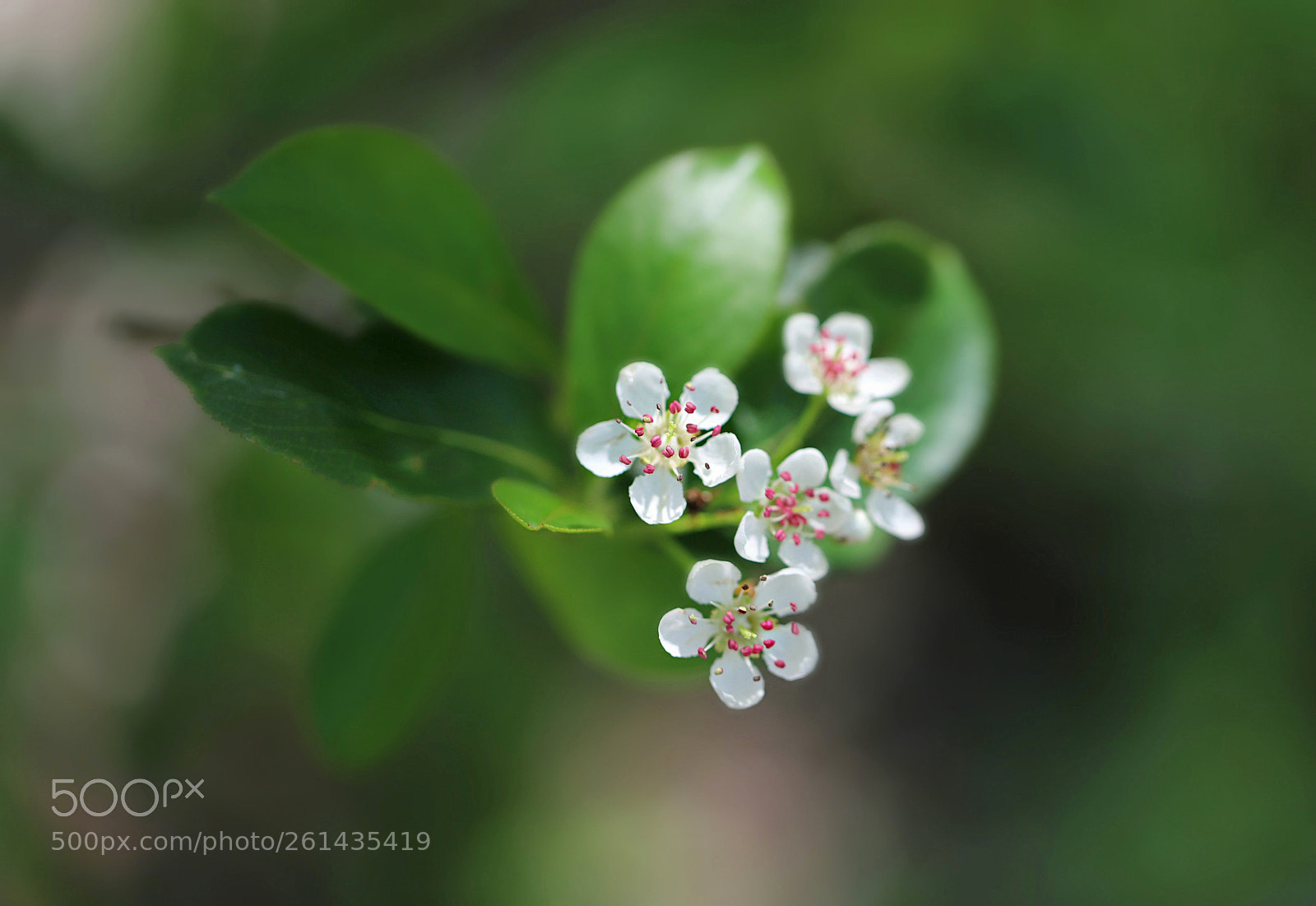 Canon EOS 6D Mark II sample photo. Reaching for the sun photography