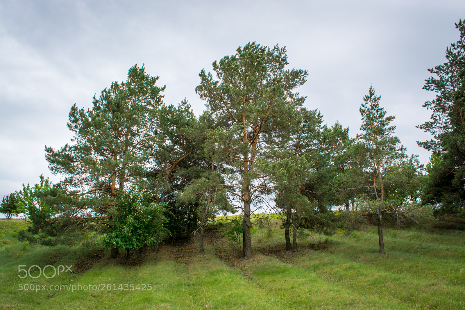 Nikon D5200 sample photo. Trees on the slope photography