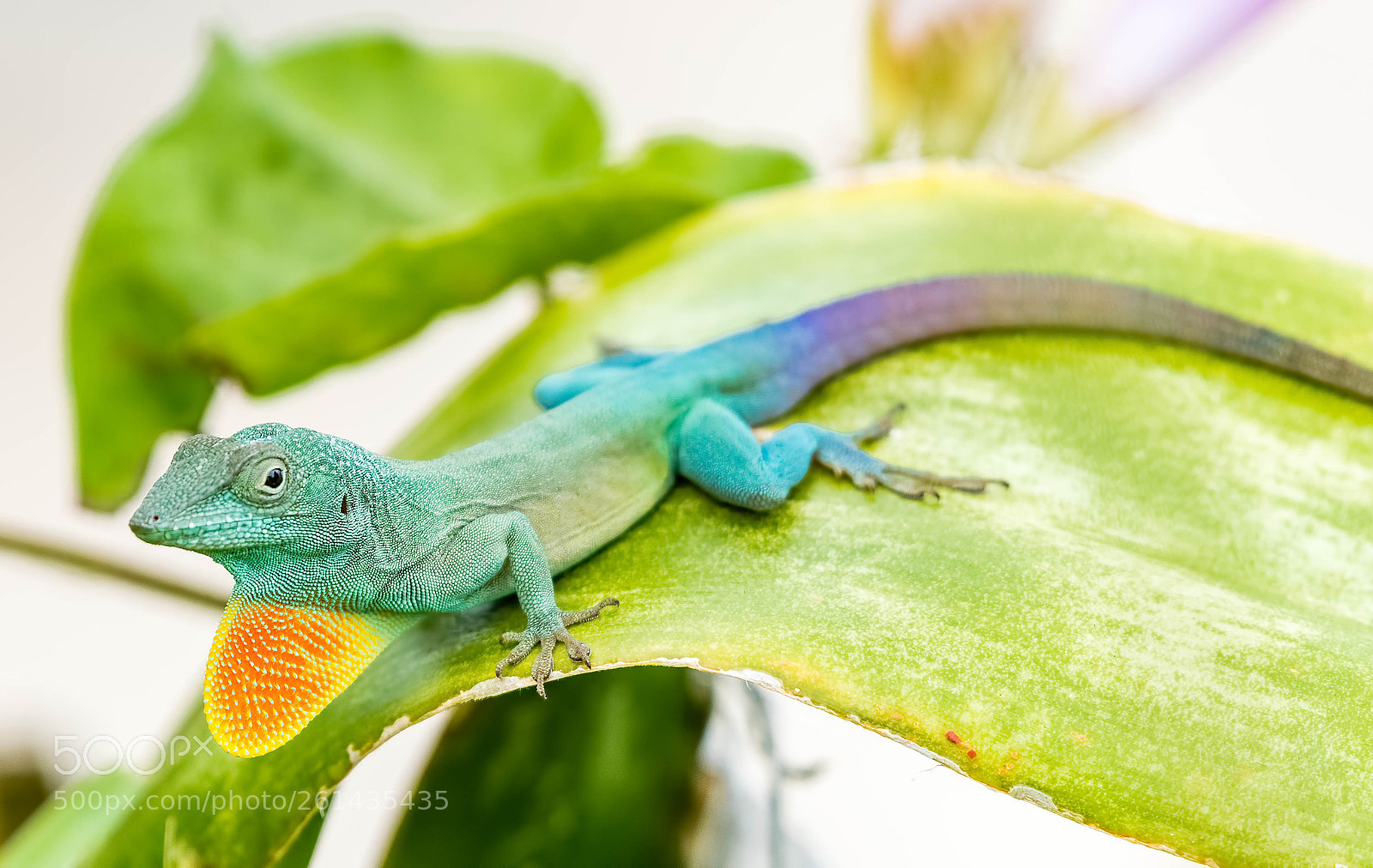 Nikon D500 sample photo. Jamaican anole photography