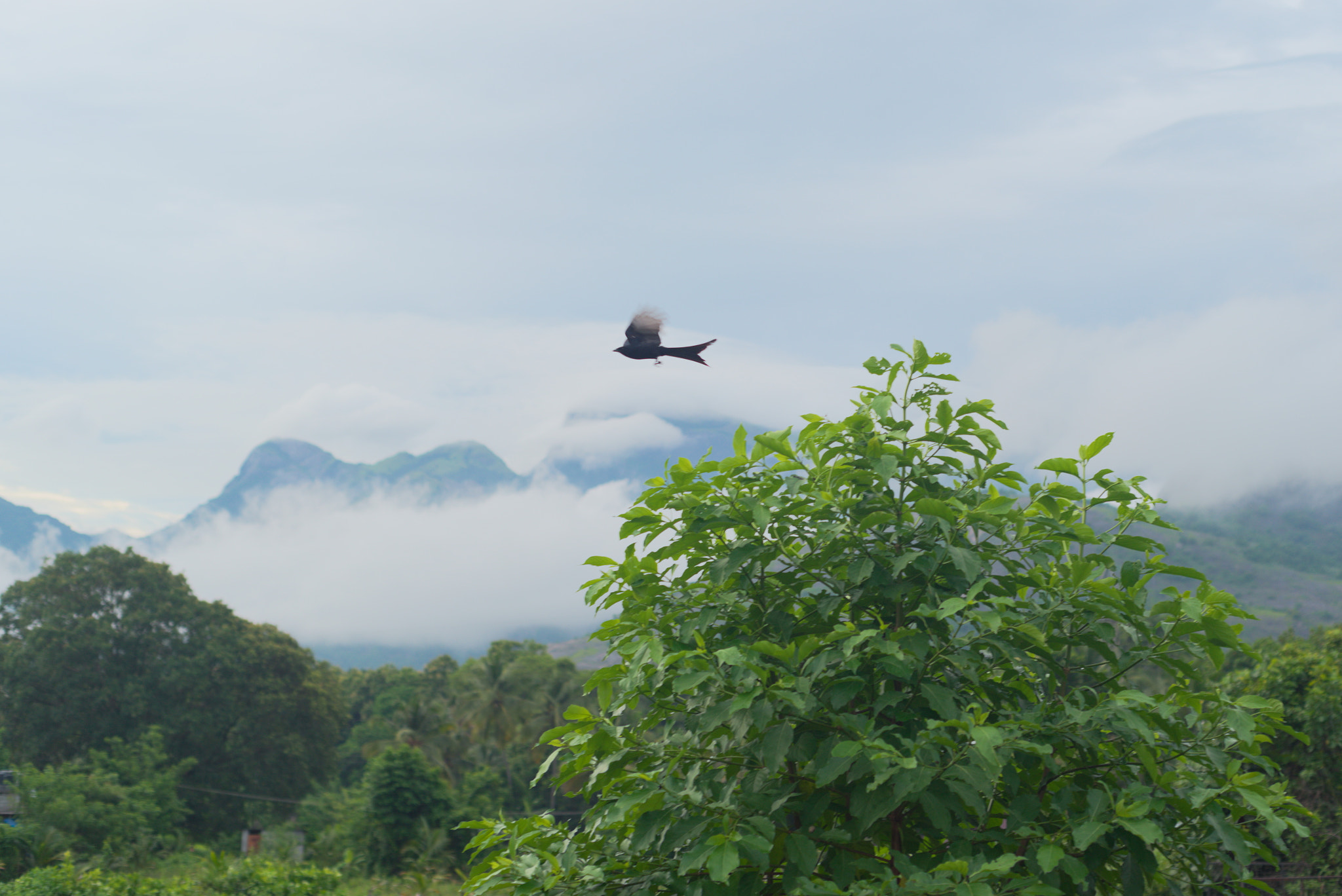 Nikon D750 + Nikon AF Nikkor 50mm F1.8D sample photo. Flight photography