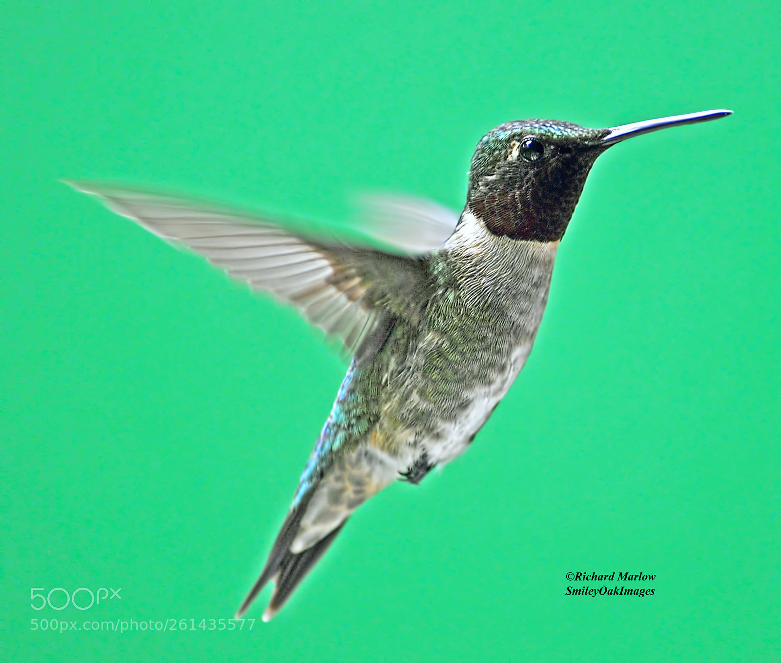 Nikon D5000 sample photo. Hummingbird photography