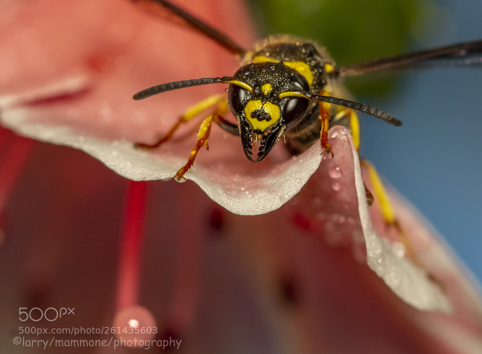 Canon EOS 70D sample photo. Looking for nectar photography