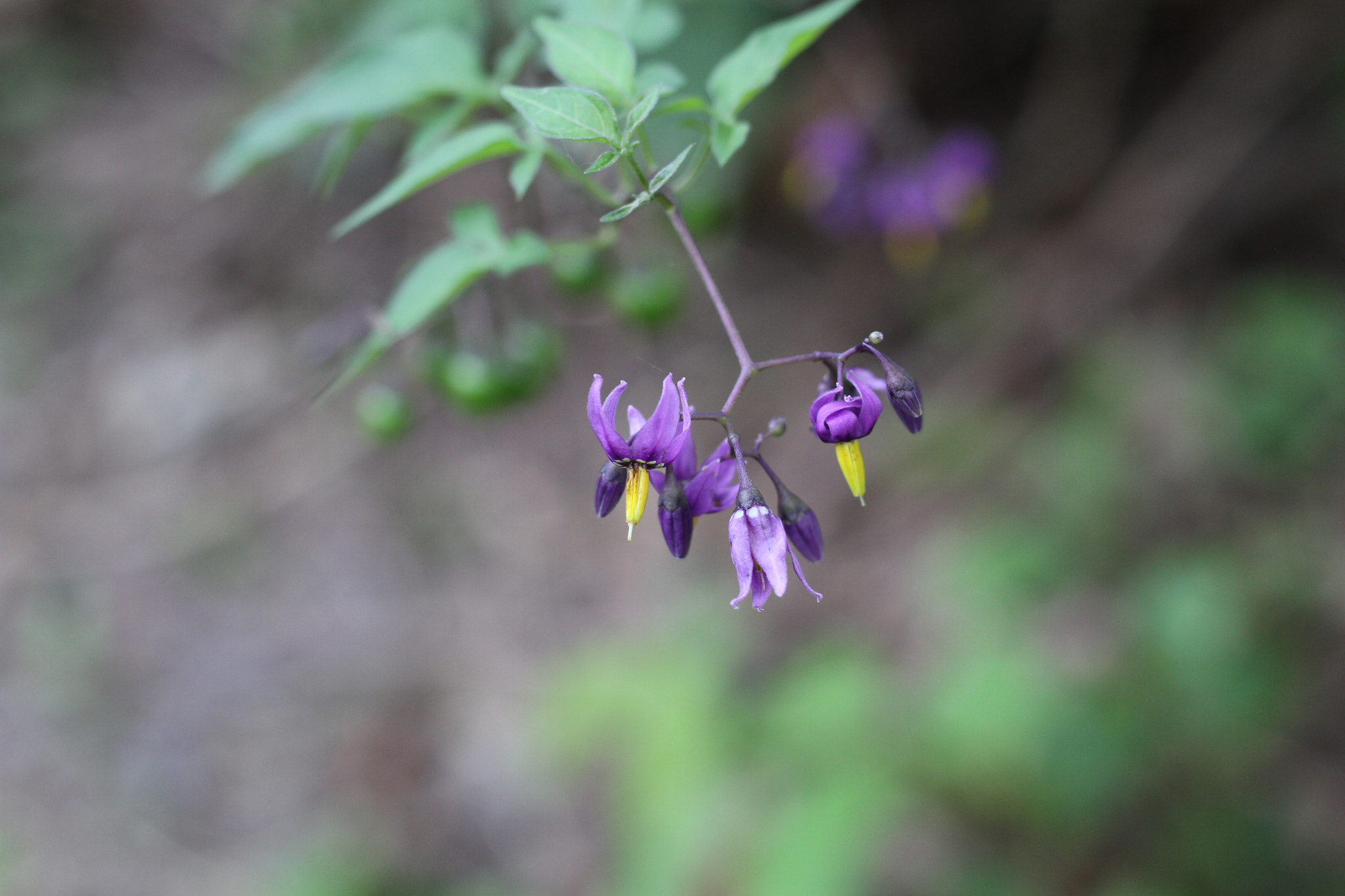 Canon EOS 7D + Canon EF 50mm F1.8 STM sample photo. Img photography