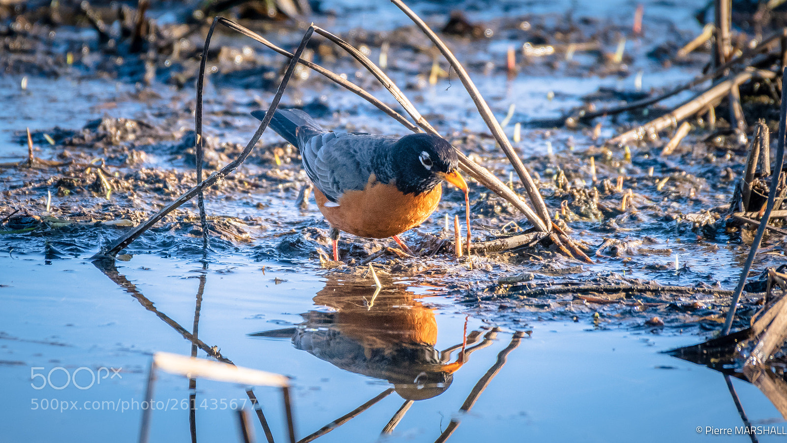 Nikon D500 sample photo. American robin eating an photography
