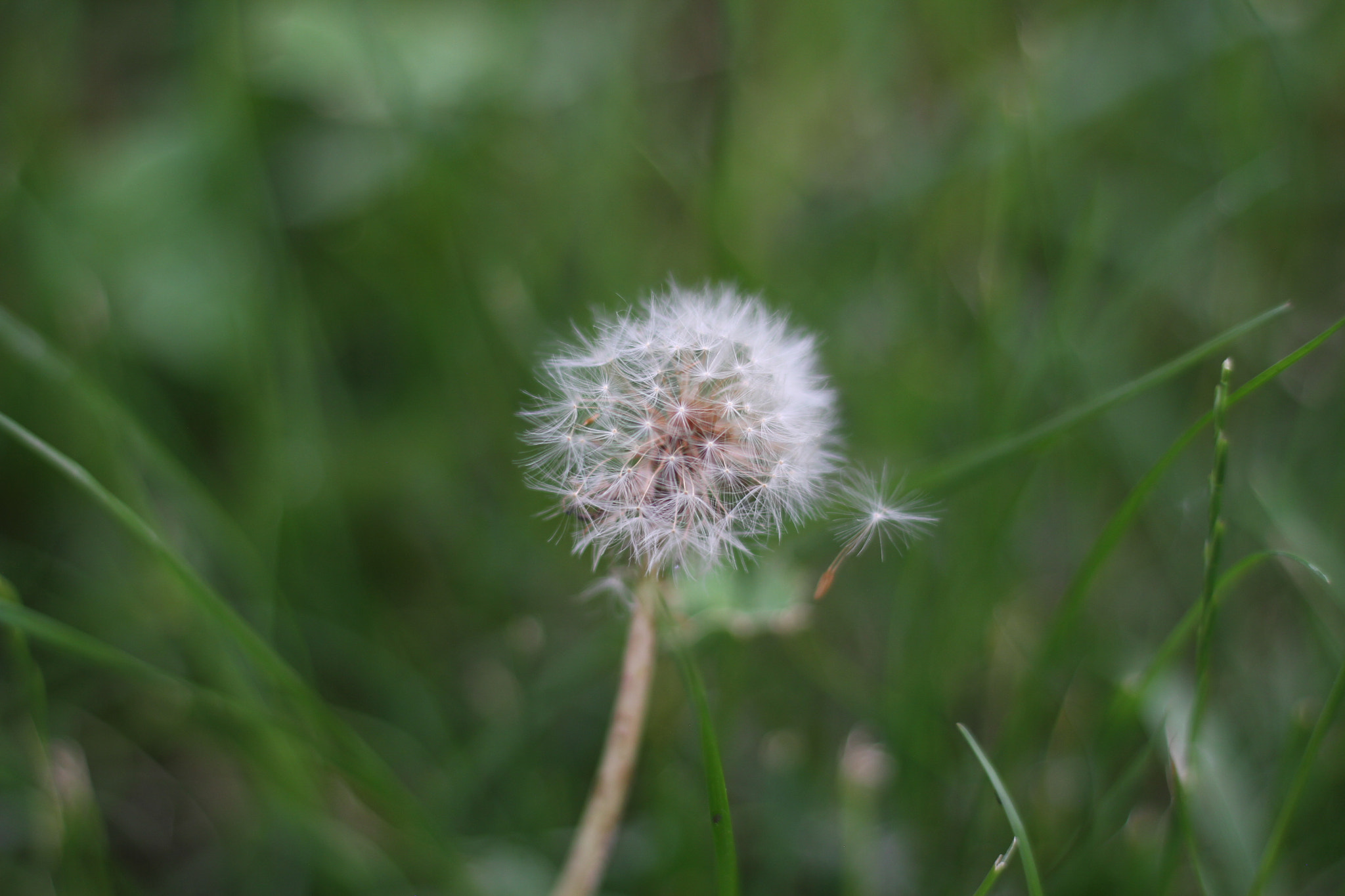 Canon EOS 7D + Canon EF 50mm F1.8 STM sample photo. Img photography