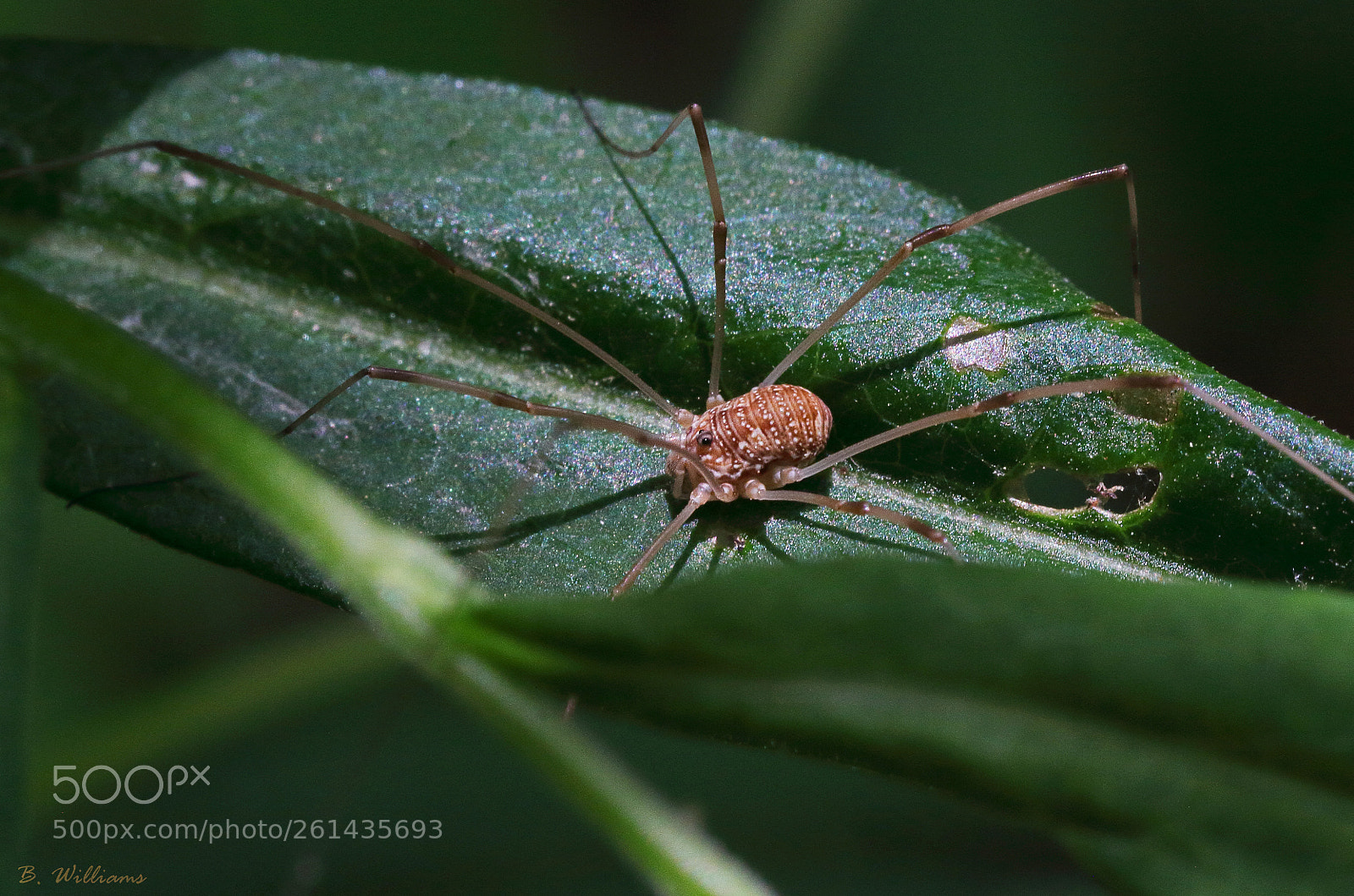 Canon EOS 60D sample photo. Harvestman keeping watch photography