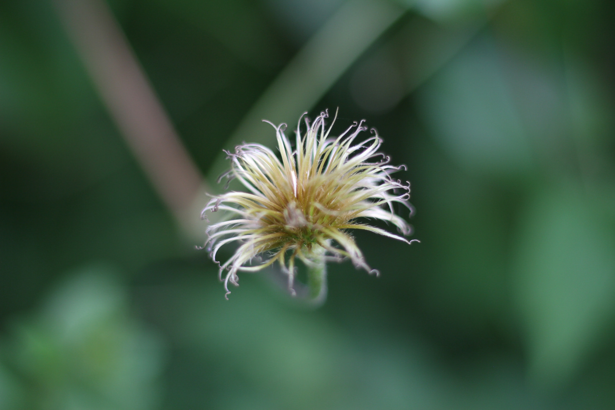 Canon EOS 7D + Canon EF 50mm F1.8 STM sample photo. Img photography