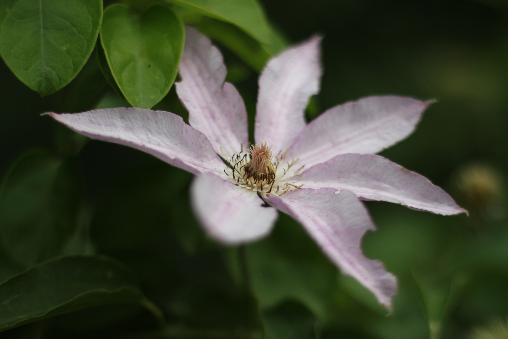 Canon EOS 7D + Canon EF 50mm F1.8 STM sample photo. Img photography