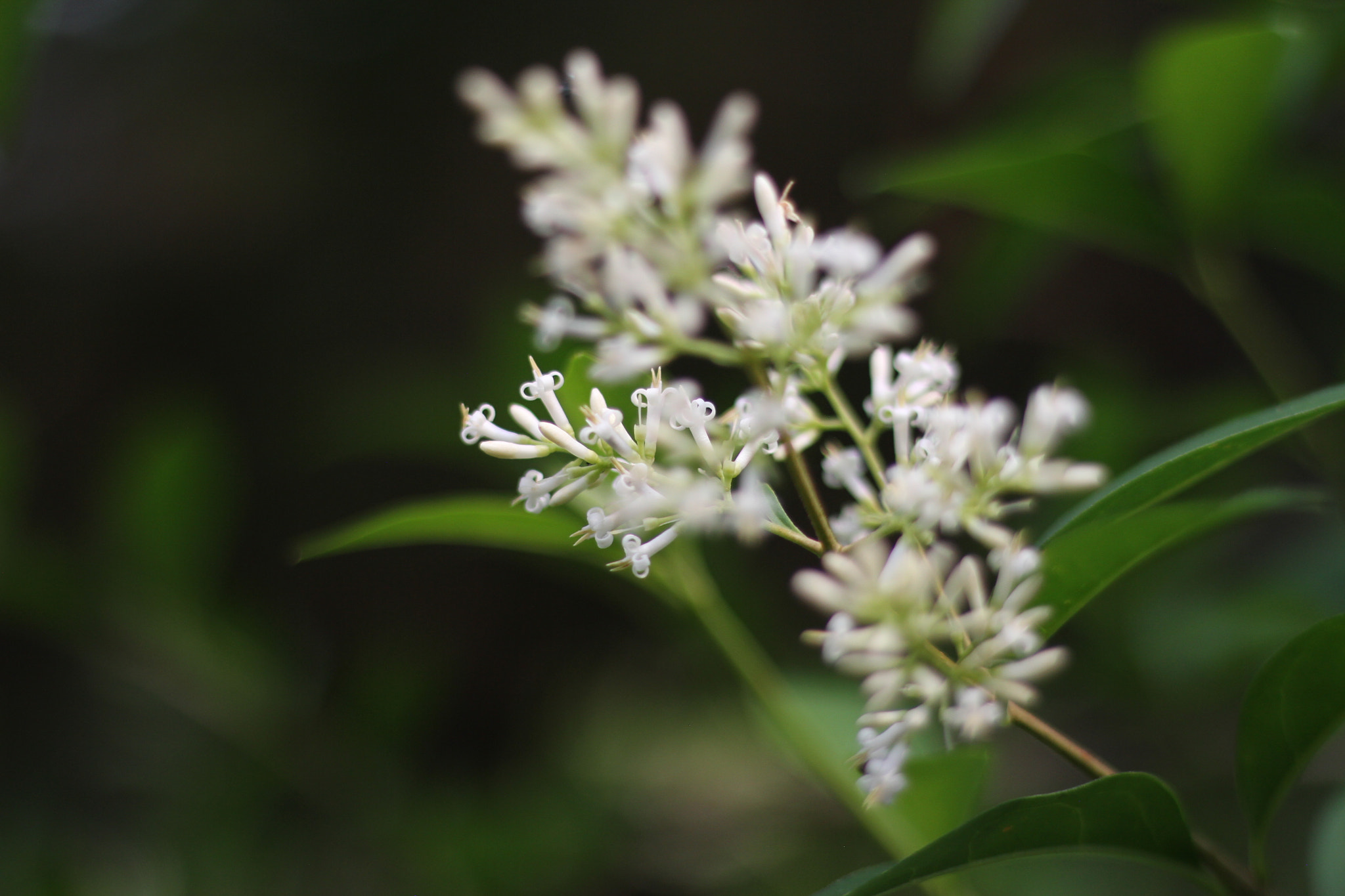 Canon EOS 7D + Canon EF 50mm F1.8 STM sample photo. Img photography