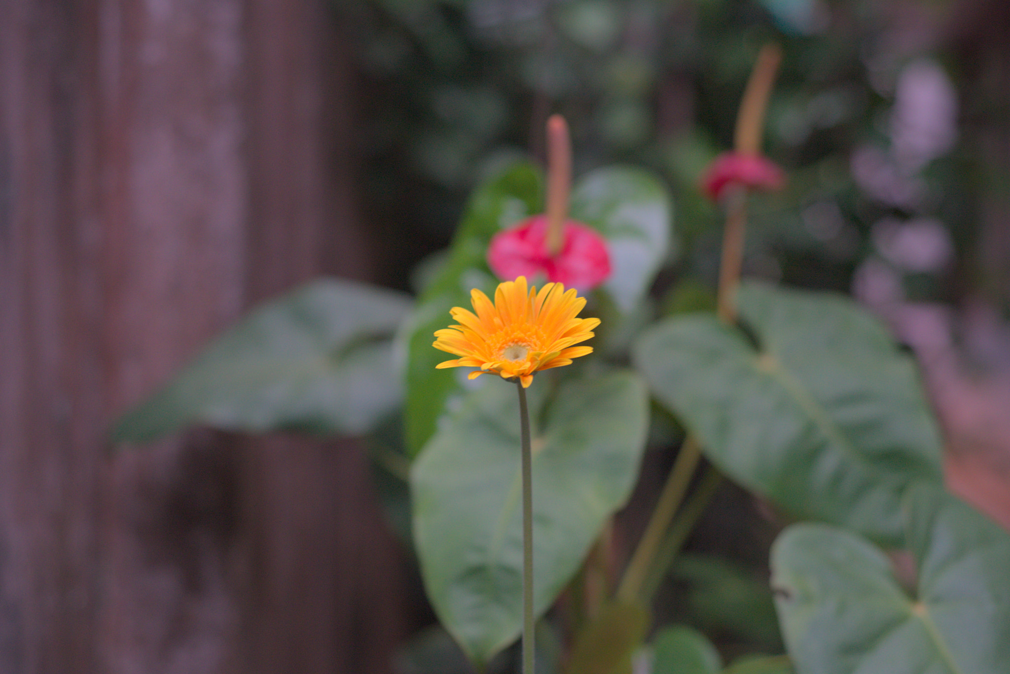 Nikon D750 + Nikon AF Nikkor 50mm F1.8D sample photo. Flower in the garden photography