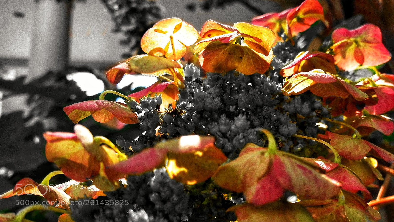 Samsung Galaxy A5(2016) sample photo. Colors photography