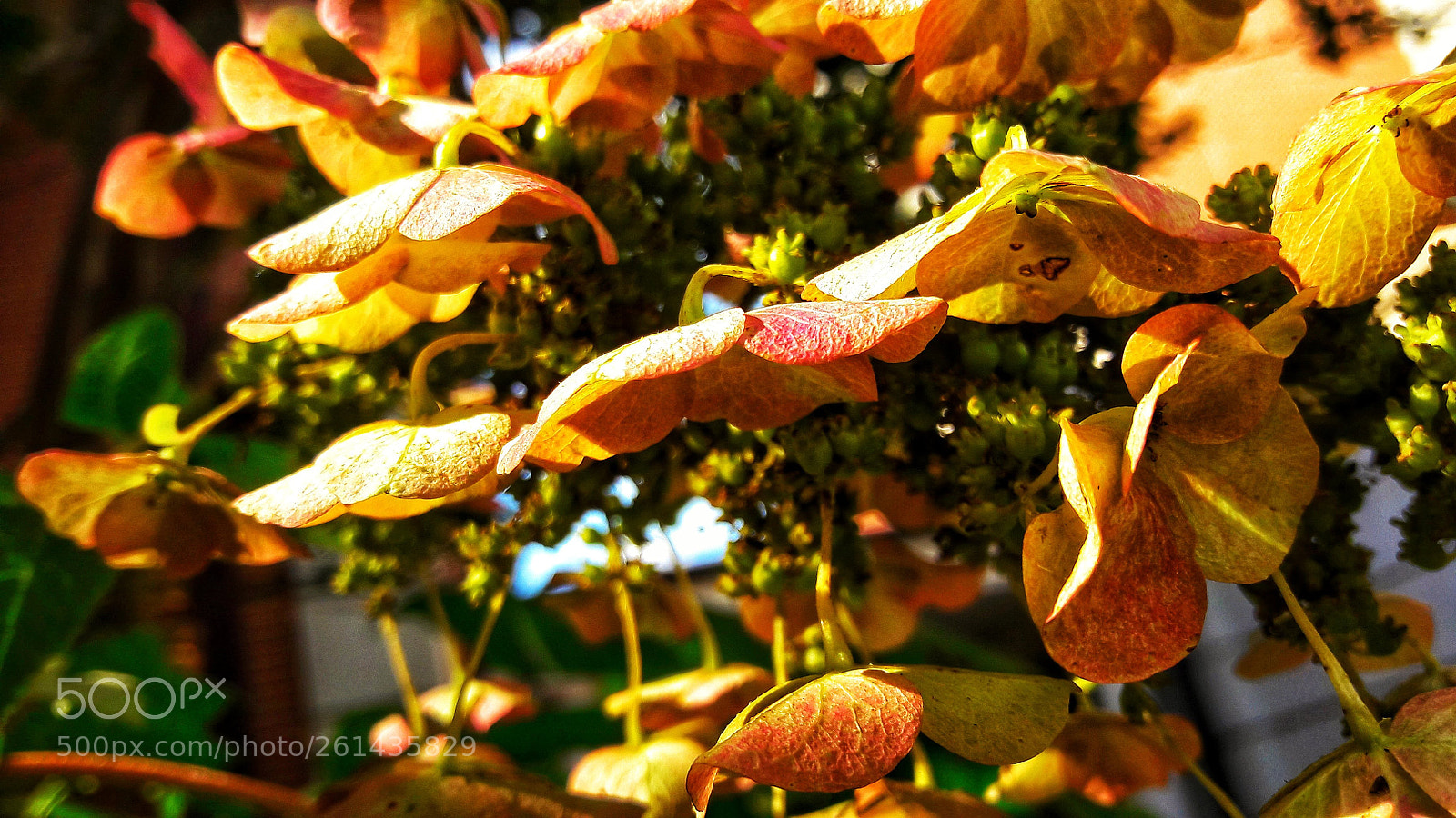 Samsung Galaxy A5(2016) sample photo. Colors photography
