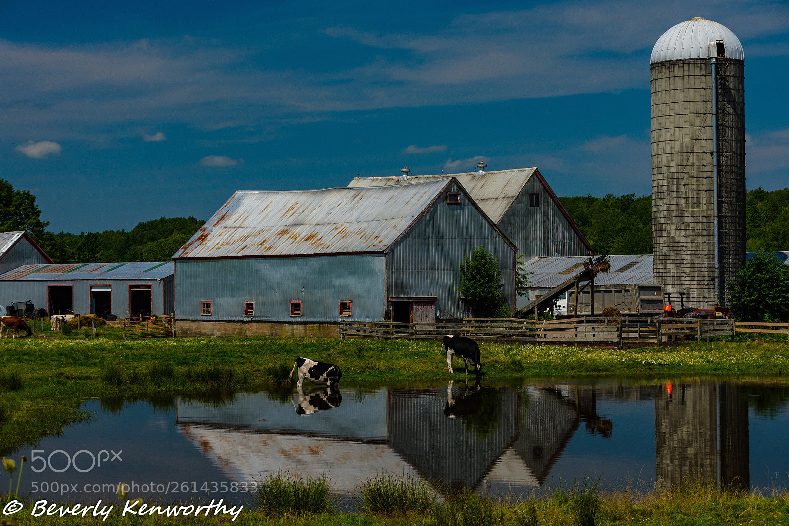 Nikon D7200 sample photo. Nova scotia dairy photography