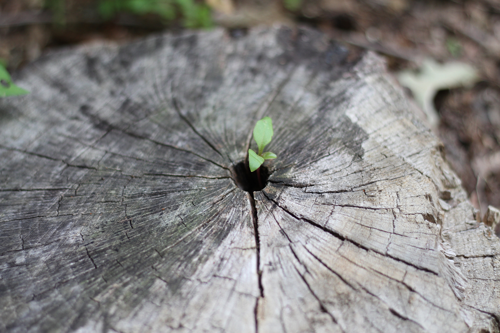 Canon EOS 7D + Canon EF 50mm F1.8 STM sample photo. Img photography