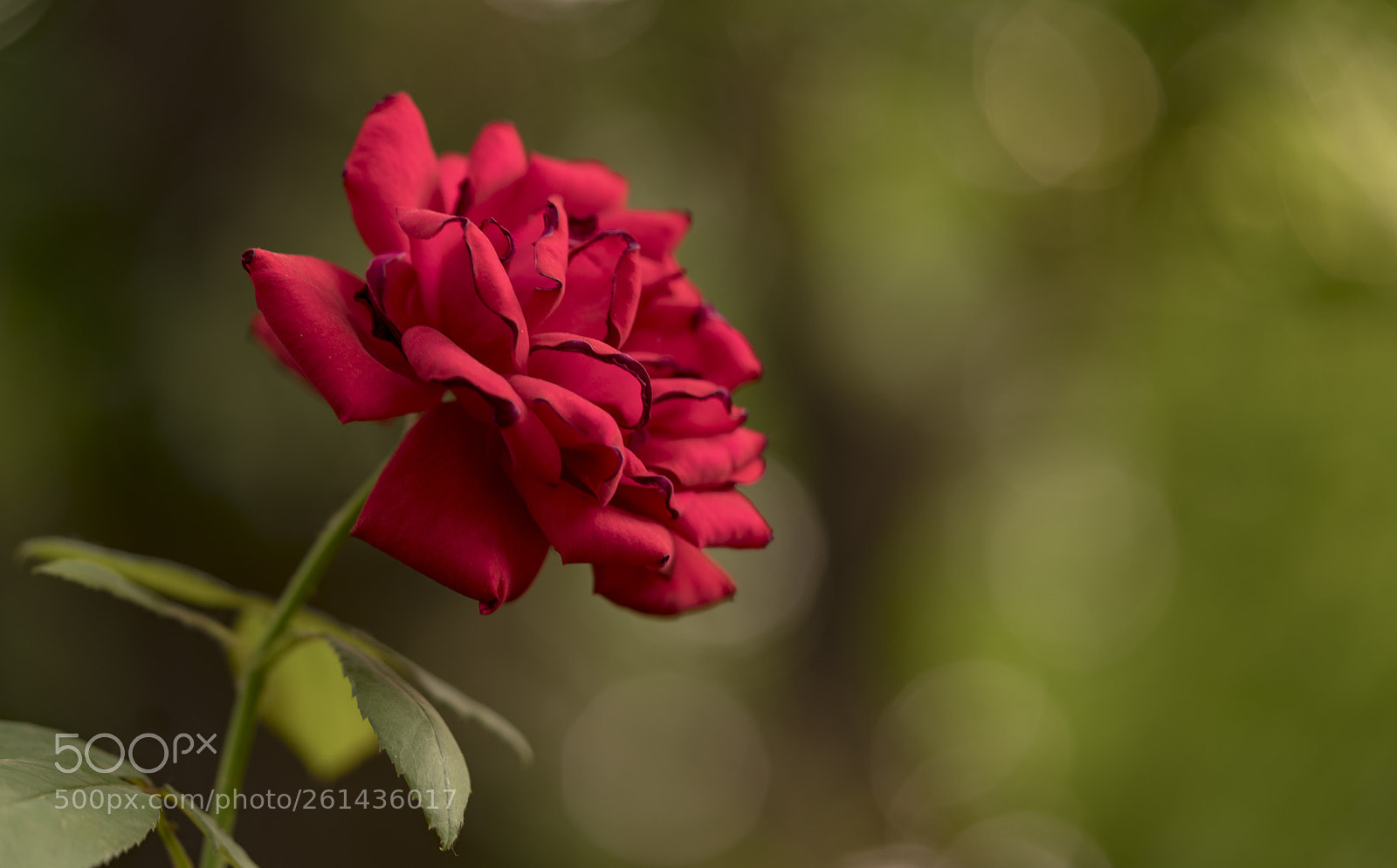 Sony a7R II sample photo. Lonely rose photography